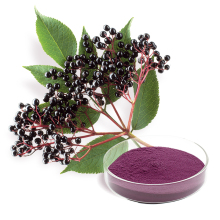 100% Pure natural Elderberry Fruit Powder
