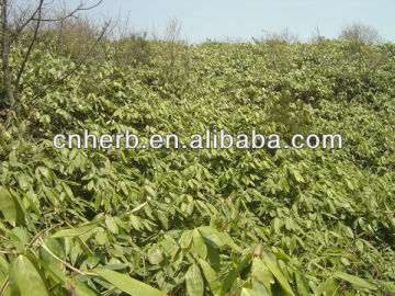 Natural air dried Bamboo leaf