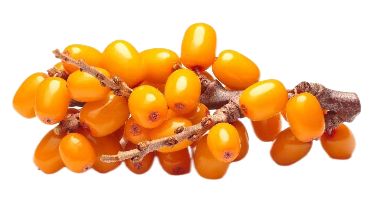 sea buckthorn fruit