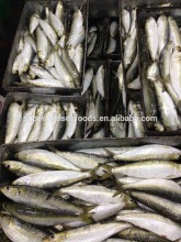 60-70g Sardine For Tuna Bait