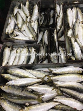 60-70g Sardine For Tuna Bait