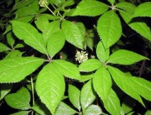 Nettle Root Extract 1% Silic Acid (HPLC),4:1