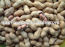 Shelled Peanut