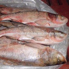 New Landing Frozen Silver Carp500-1000g