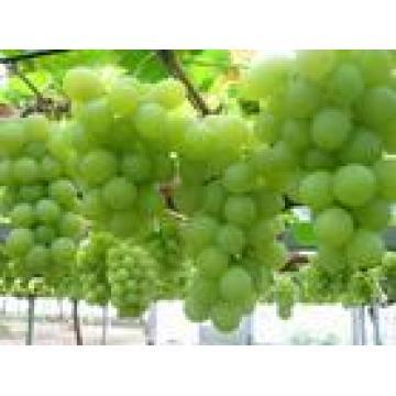 Grape seed  extract