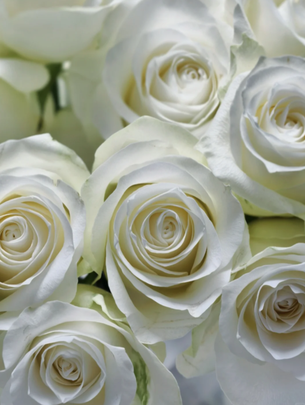 গর্বিত সাদা গোলাপ Proud White Rose