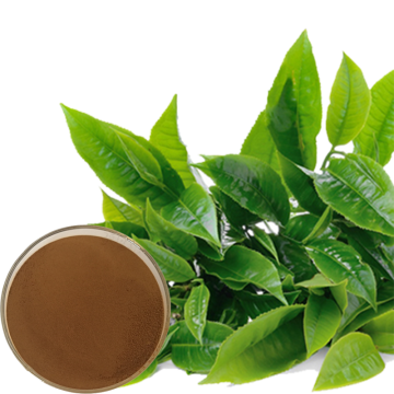 Green Tea Green Tea Extract Powder