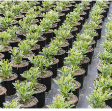 Woven Ground Cover Vegetable Garden Weed Barrier