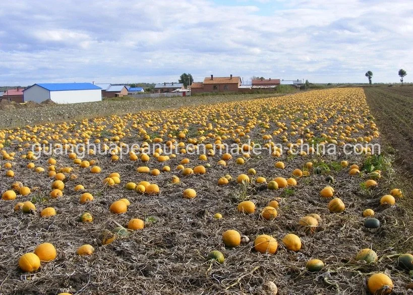 New Crop Best Quality Snow White Pumpkin Seeds