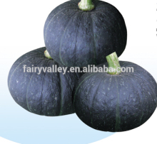 Hybrid pumpkin seeds For Growing-Hei Jin Lin Bei Bei