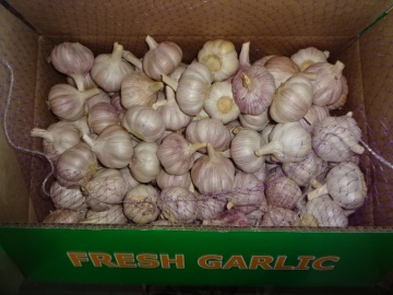 Fresh Garlic Normal Garlic