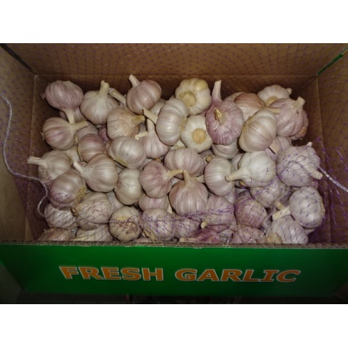 Fresh Garlic Normal Garlic