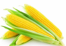 7kg carton sweet corn