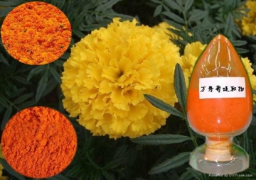 Lutein marigold seeds tagetes seeds for planting