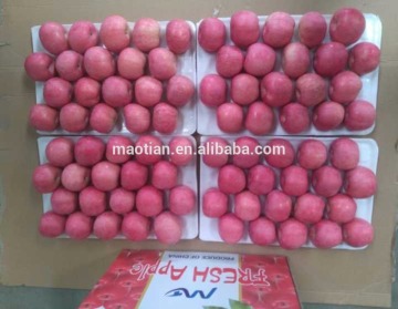 China Fuji Apple New Season