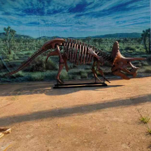Full Size Dinosaur Skeleton Triceratops Skeleton for Sale