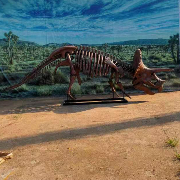 Full Size Dinosaur Skeleton Triceratops Skeleton for Sale