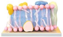 Cell membrane model (1 component)