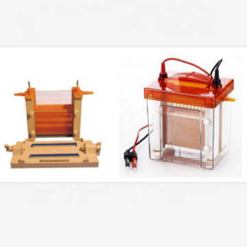 Vertical Electrophoresis System Search