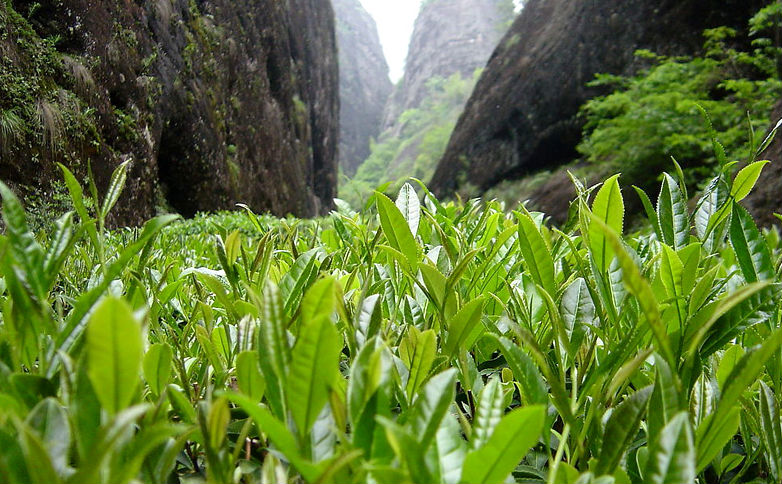 Tea plant Tea plant