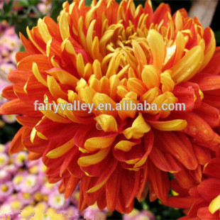 High Quality Chrysanthemum cut flower seeds for sowing