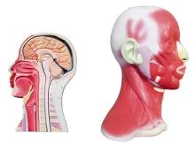 Localized solution of head and neck