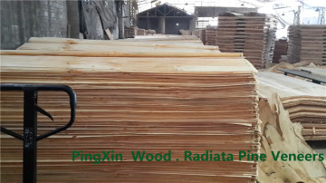 Natural Rotary Cut Veneer of Radiata Pine Wood and Birch Veneers