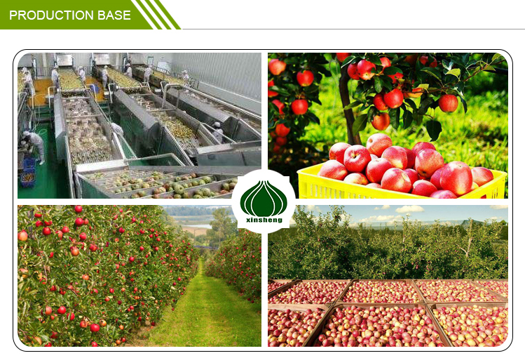 China golden delicious apple supplier