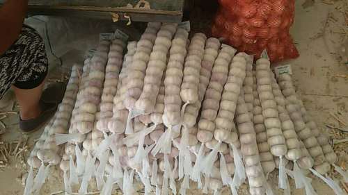 New crop 2020 normal white garlic
