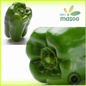 fresh green chili pepper export price