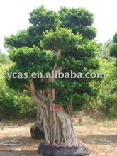 Ficus bonsai Tree