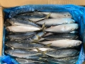 Seafrozen Whole BQF Pacific Mackerel Fish 200-300g 300-500g