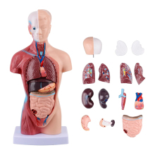 Mini 28cm Medical Model Human Torso - Anatomical Physiology Science Toy
