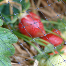 Extrusion Stretch Catching Bird Mist Net Anti Bird Network Mist Netting