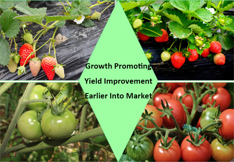 LED GROW LIGHT FOR GERMINATION DESIGN FOR HYDROPONIC CONTAINERS
