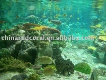 saltwater fish tanks