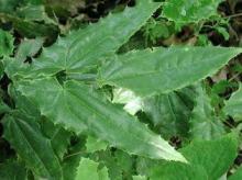 Anti-Aging Epimedium Leaf Extract 60% Icariins CAS NO. 489-