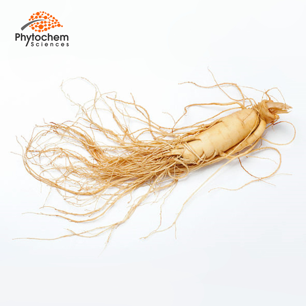 top grade Ginsenoside powder panax wild ginseng root