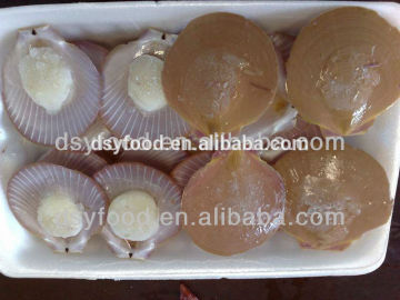 frozen new landing half shell scallops