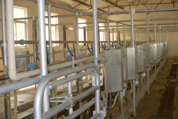 Automatic fishbone milking parlor