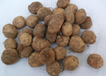 Rhizoma Arisaematis TIAN NAN XING raw powder