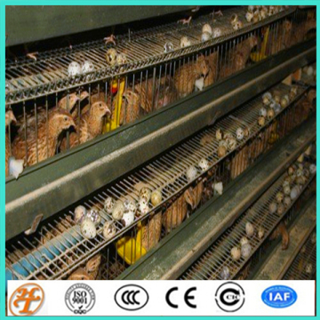 factory supply H and T type quail cages for Zimbabwe poultry farm