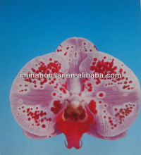 Double or single branches Spikes Moth like orchids plants and seedings of Phalaenopsis