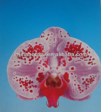 Double or single branches Spikes Moth like orchids plants and seedings of Phalaenopsis