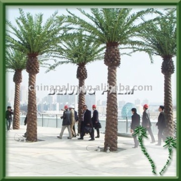 Landscaping canariensis palms