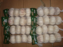 Normal White Garlic 4 pieces bag different sizes