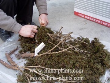 Japanese tree peony seedlings for sale