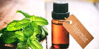 Peppermint oil uses and benefits for beauty, health and home cleanliness