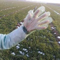 Guantes de inseminación artificial verde manga larga