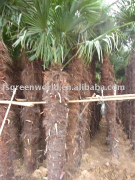 windmill palms in green house
